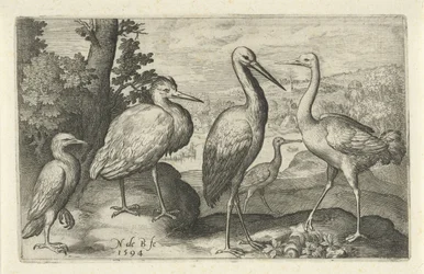 Stork, trana, häger och skedstork Fåglar och insekter (serietitel)