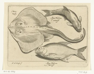 Ray, braxen och sik Libelivs diverse Genera piscium complectens (serietitel) Sötvattensfisk, havsfisk, grodor, kräftdjur och havsdjur (serietitel)
