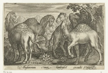 Fyra dromedarer Animalivm qvadrvpedvm (serietitel) Djur i landskap (serietitel)