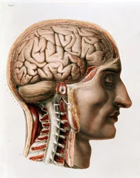 The Brain, tallrik från 