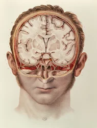 The Brain, tallrik från Complete Treatise on the Anatomy of Man av Jean-Baptiste Marc Bourgery (1797-1849) 1866-67