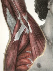 The Shoulder and Axilla, från 
