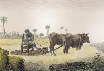 Skörda majs, från Volym II Arts and Trades av "beskrivning av Egypten", pub. under order av Napoleon, 1822 (senare färgläggning)