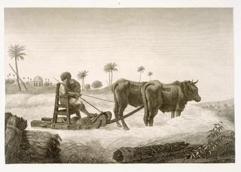 Skörd av majs, från volym II Arts and Trades i "Description of Egypt", publicerad på order av Napoleon, 1822.