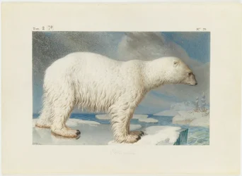 Isbjörn, 1796.