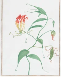 Gloriosa Superba klätterlilja, ca. 1660.