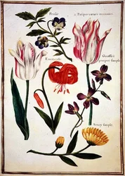 PD.109-1973.f31 Två "brutna" tulpaner, en turknäckslilja och andra blommor (akvarell på veläng)