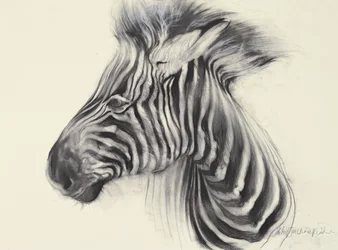 Baby Zebra, 2000 (kol på papper)