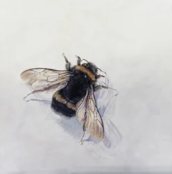Bombus terrestris 11 (akryl på gessoat trä)