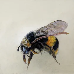 Bombus terrestris 1 (b), 2008 (akryl på trä)