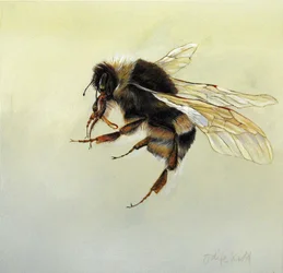 Bombus terrestris 4, 2011 (akryl på trä)