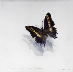 Charaxes castor, jättekejsare, 2014 (akryl på gessoat trä)