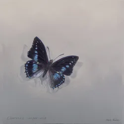 Charaxes imperialis 1 (b), 2014 (akryl på trä)