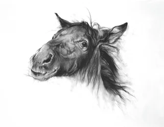 Colt, 2002 (kol på Fabriano-papper)