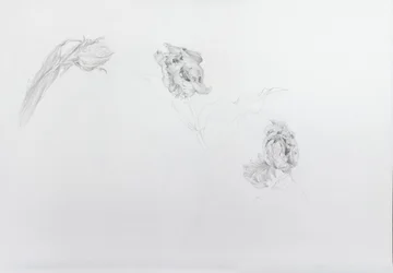 Estella rijnveld 1, 2013 (blyerts på kassettpapper)
