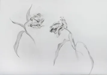 Estella rijnveld 3, 2017 (blyerts på kassettpapper)