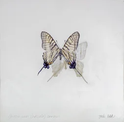 Graphium (Pazala) eurosus, 2014 (akryl på gessoat trä)