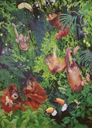 Orangutanger och tukaner