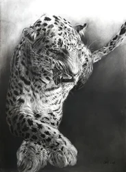 Panthera pardus 1, 2009 (kol  conte på Fabriano-papper)