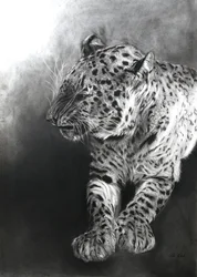 Panthera pardus 2, 2009 (kol  conte på Fabriano-papper)