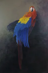 Scarlet macaw 3, 2014 (akryl på linne)
