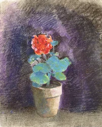 Geranium,