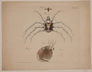 Insekter. Plåt II av zoologiskt arbete