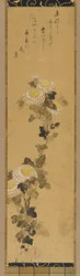 Krysantemum, 1700-1800-tal.