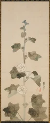 Vita stockrosor, Edo-period, sent 1600-tidigt 1700-tal.