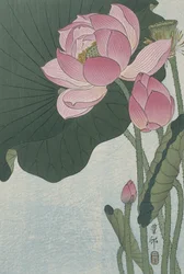 Blommande lotusblommor, 1920-30