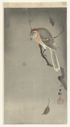Buffalo head shrike och spindel