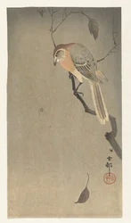 Buffalo head shrike och spindel