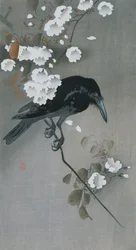 Kråka i en Cherry Blossom gren
