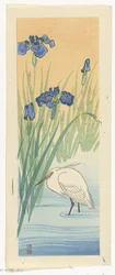 Ägretthäger med iris