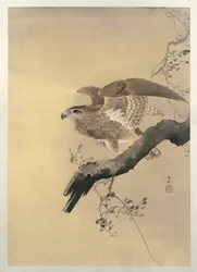 Hawk (borste)