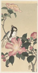 Talgoxe på gren med rosa blommor
