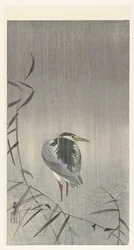 Kväll i regn