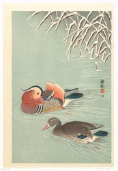 mandarin ankor