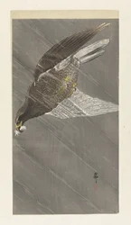 Nedåtgående flygande örn