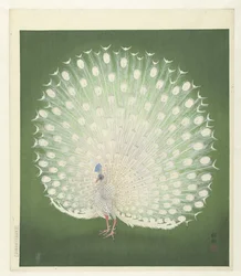 Påfågel