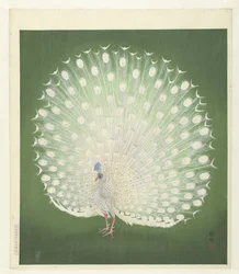 Påfågel