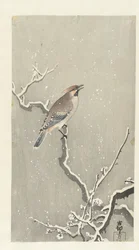 Vaxvinge på snöig gren