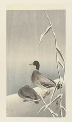 Två ankor på snöig vass över