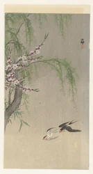 Svalor under flygning