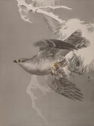 Hawk som håller en liten fågel, ca. 1891-92.