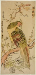 Guldfasan (Kinkeicho)