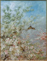 Maj