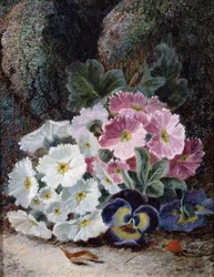 Stilleben med primula och tankar. Målning av Oliver Clare (ca 1853-1927) Privat samling.