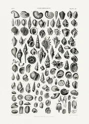 Sea Life III