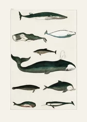 Vintageaffisch med valmotiv